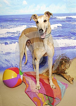 Greyhound at the Beach