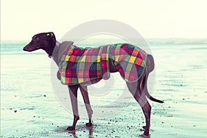 Greyhound on the beach, Scotland.