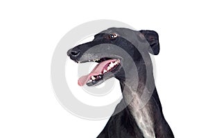 Greyhound breed dog