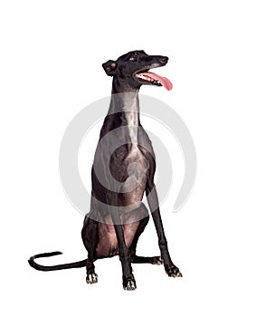 Greyhound breed dog