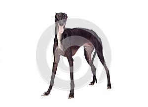 Greyhound breed dog