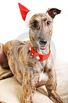 Greyhound in Christmas Costume