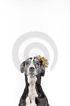 Greyhound with christmas gift flower on the head on white background Conceptual image Copy space Christmas and New Year 2020