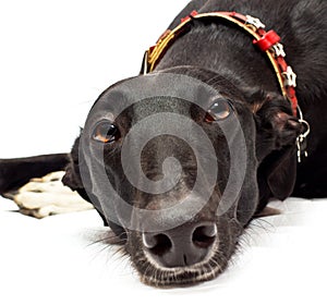 Greyhound closeup