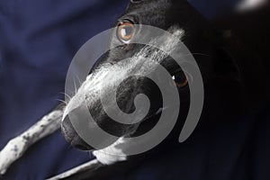 photo of greyhound curious look