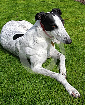 Greyhound dog