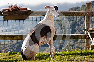 Greyhound Dog photo