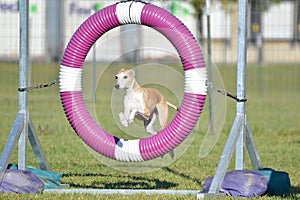 Greyhound at Dog Agility Trial photo