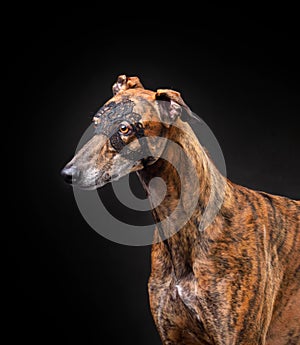 Greyhound dog in carnival mask