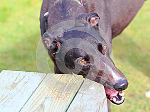 Greyhound dog chewing a bench seat. Stressed. photo