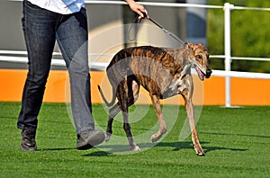 Greyhound dog on a dog show