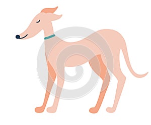 Greyhound dog. English dog. Greyhounds characters. Beautiful graceful dog stands. Flat Vector