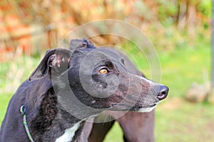 Greyhound dog face looking up. Close up.