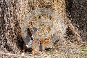 Greyhound dog lying on a straw bale