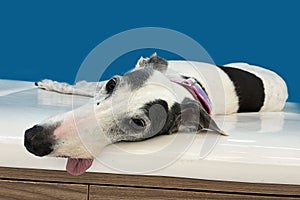 Greyhound dog nose boop. Close up of a Greyhound dog nose. Pet care animal life quarantine concept