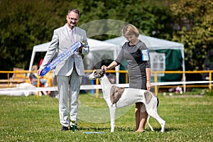 Greyhound dog outdoor on dog show at summer