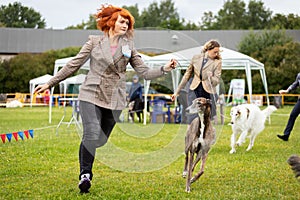 Greyhound dog outdoor on dog show at summer