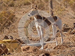 Greyhound dog in pen