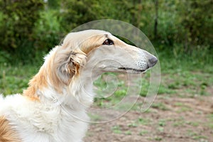 Greyhound dog portrait