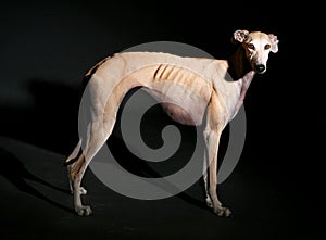 Greyhound dog portrait