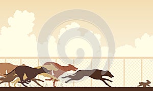Greyhound dog race