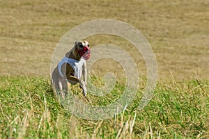 Greyhound dog racing in Poland. A beautiful dog on the run.