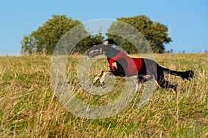 Greyhound dog racing in Poland. A beautiful dog on the run.