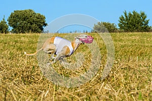 Greyhound dog racing in Poland. A beautiful dog on the run.