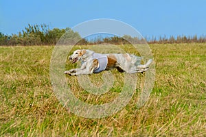 Greyhound dog racing in Poland. A beautiful dog on the run.