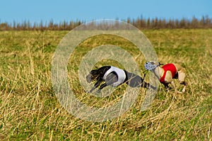 Greyhound dog racing in Poland. Two beautiful dogs on the run.