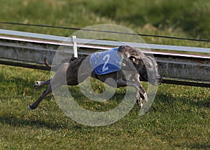 Greyhound Dog running, Racing at Track