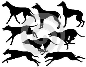 Greyhound dog silhouettes