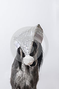 Greyhound dog sits in a white shiny Christmas hat on a white background