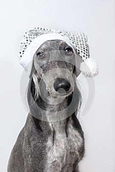 Greyhound dog sits in a white shiny Christmas hat on a white background