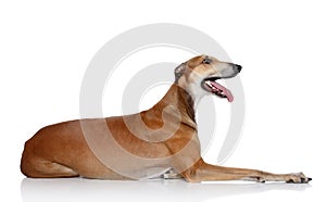 Greyhound dog on white background