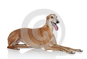 Greyhound dog on white background