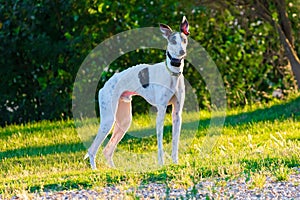 Greyhound dog of white color and black specks.