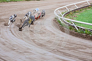 Greyhound dogs racing