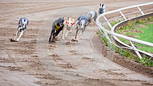 Greyhound dogs racing