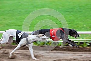 Greyhound dogs racing