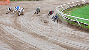 Greyhound dogs racing