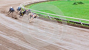 Greyhound dogs racing