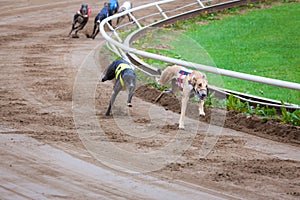 Greyhound dogs racing