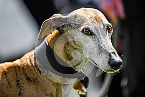 Greyhound face portrait with ears up. Looking to the side. big eyes