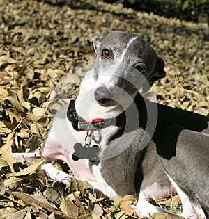 Greyhound in Fall Leaves photo