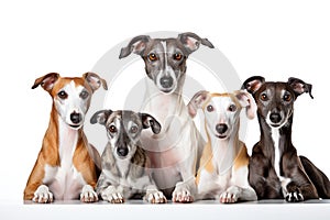 Greyhound Family Foursome Dogs Sitting On A White Background photo