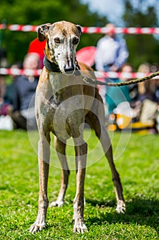 Greyhound full body portrait standing on grass in a busy park