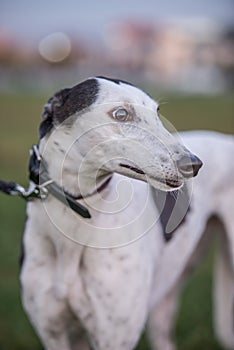 Greyhound on grass