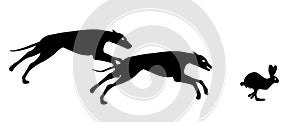 Greyhound hunting rabbit