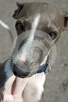 Greyhound I